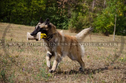 Belgian Tervuren Training