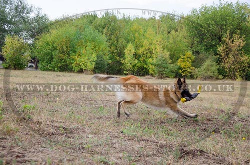 Belgian Tervuren Training