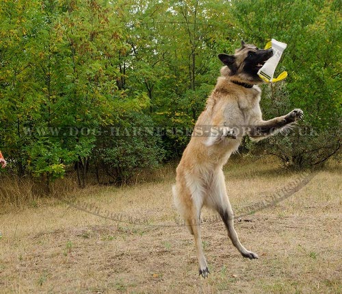 Belgian Tervuren Training