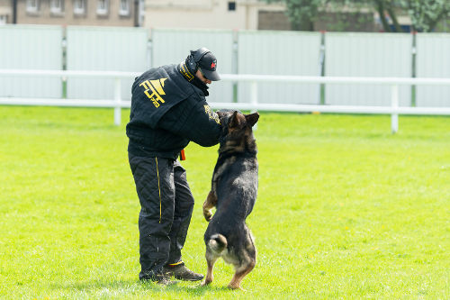 Bite Suit for Dog Training