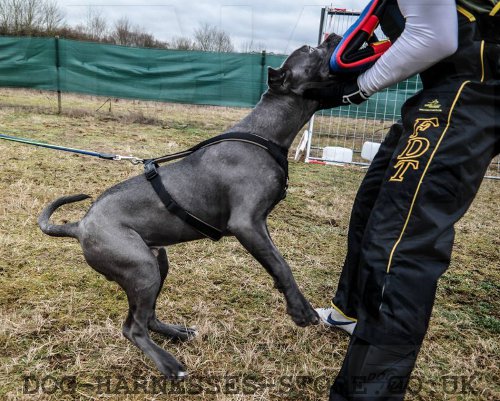 Bite Training Equipment