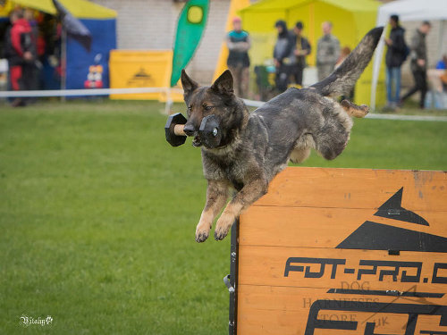 Buy Dog Agility Equipment UK