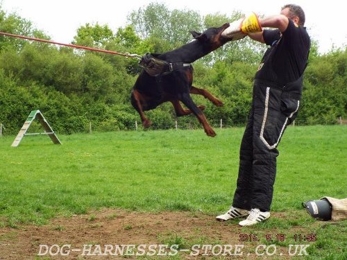 Doberman Protection Training