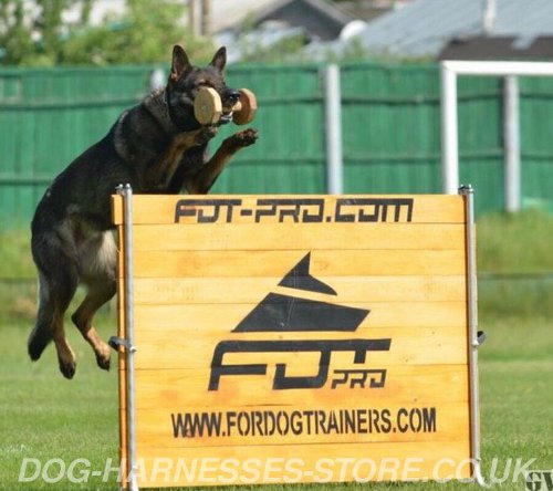 Agility Dog Training