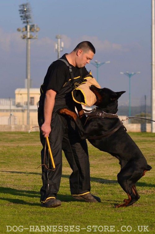 Dog Bite Sleeve Training