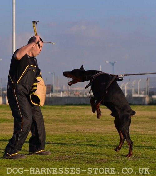 Doberman Training UK