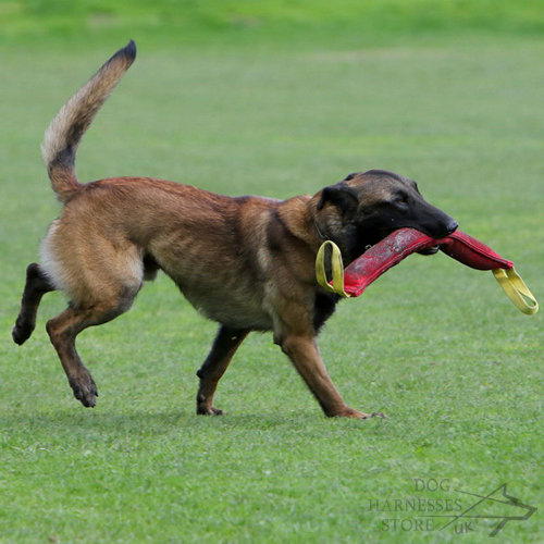 Dog Bite Tug