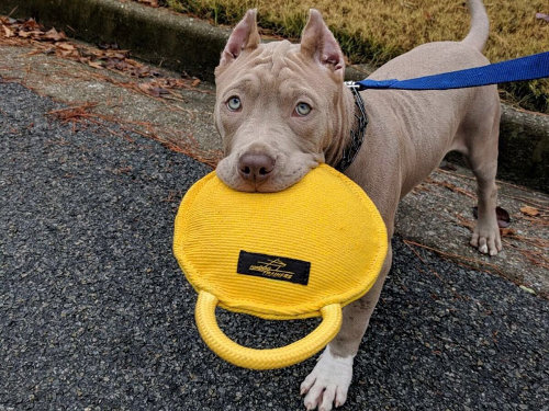 Dog Bite Tug Training