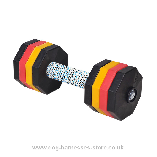 Dog Retrieving Dumbbells