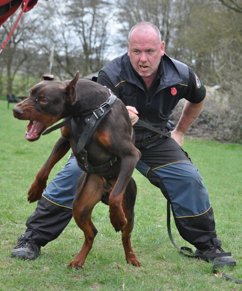 Dog Suit Training