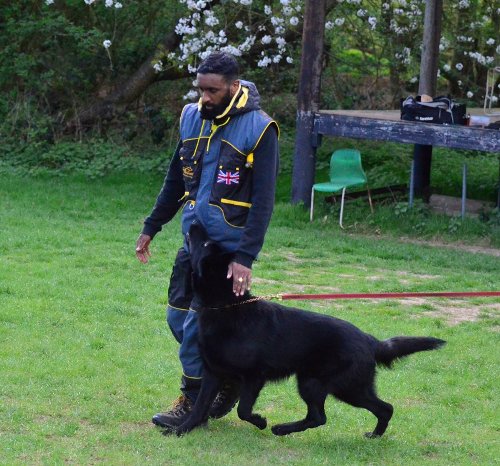 Dog Training Suit for Sale