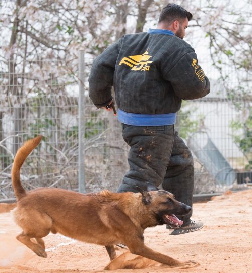 Jacket for Dog Training