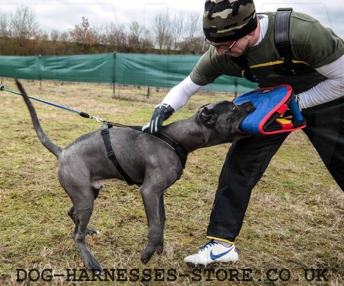 Dog Training Scratch Pants