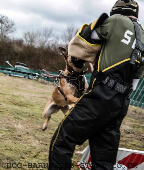 Malinois Training Gear