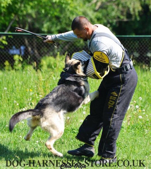 Pants for Dog Training UK