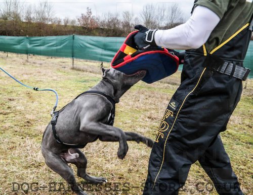 Pitbull Attack Training