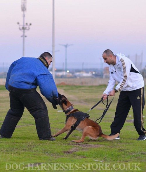 Belgian Malinois Attack Training UK