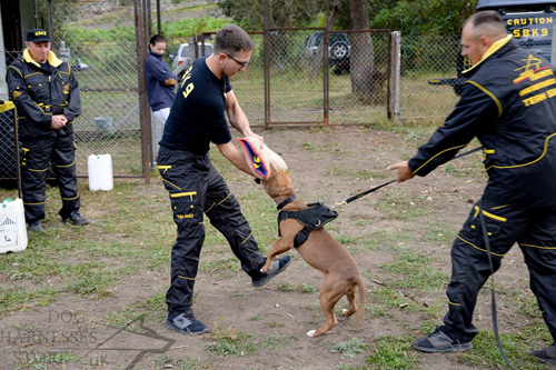 Dog Training Suit