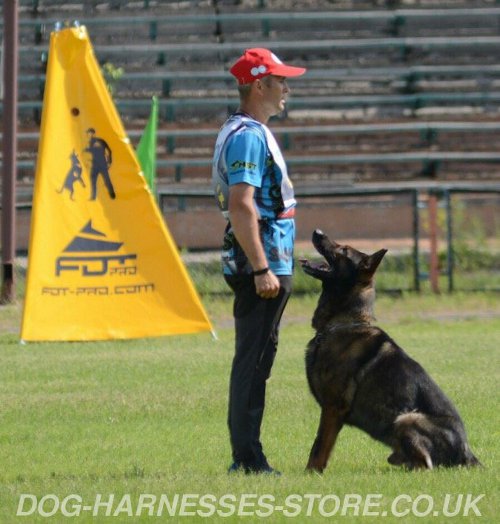 Mantrailing Dog Training