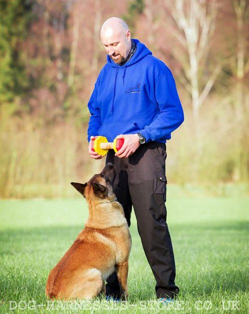 Belgian Malinois Retrieve Training UK