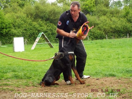 Doberman Shutzhund Training