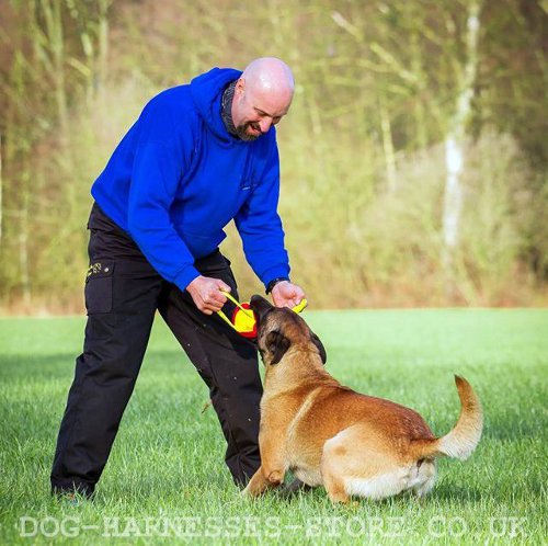 Belgian Malinois Bite Training UK