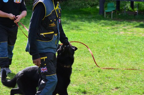 Suit for Dog Training