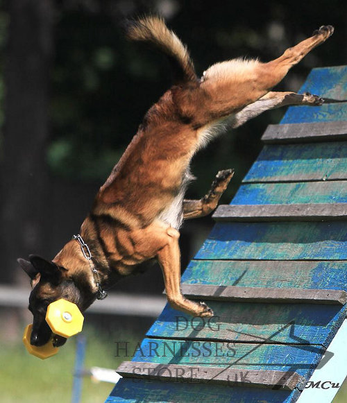 Wooden Retrieving Dumbbell