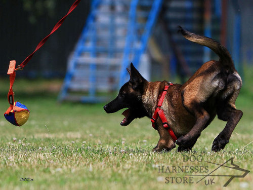 Working Dog Bite Tugs