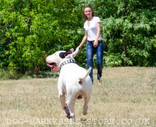 Dog Frisbee Training