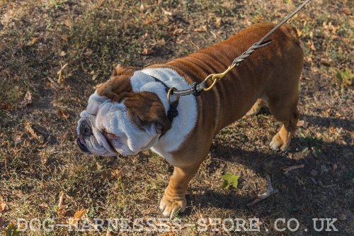 Dog Walking
on Leash