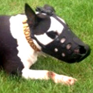 English Bull Terrier Muzzle of Leather, Anti-Barking Model