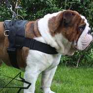 English Bulldog Harness UK