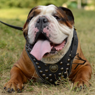 Leather Dog Harness Studded and Nappa Padded for English Bulldog