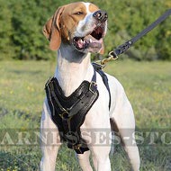 English Pointer Harness with Large Chest Plate of Thick Leather