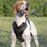 Best Dog Harness for Large Dogs