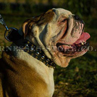 British Bulldog Collar Leather Exclusive Spiked and Studded