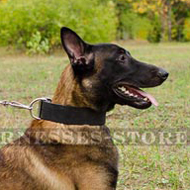 Bestseller! Extra Wide Leather Dog Collar for Malinois Shepherd