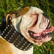 Extra Wide Dog Collar Studded with Pyramids for British Bulldog