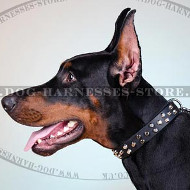 Fancy Dog Collar of 1 1/4 Wide Leather with Nickel Studs