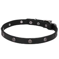 Flowery Studded Thin Leather Dog Collar - New Trendy Accessory