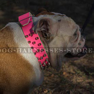 British Bulldog Girl Dog Collar Hot Pink Leather Spikes 3 Rows British Bulldog Girl Dog Collar Hot Pink Leather Spikes 3 Rows