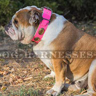 bulldog collar