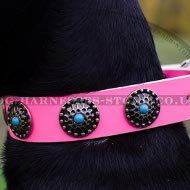 Female Doberman Collar of Hot Pink Leather with Blue Stones Female Doberman Collar of Hot Pink Leather with Blue Stones