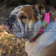 English Bulldog Female Dog Collar Pink Leather and Antique Decor English Bulldog Female Dog Collar Pink Leather and Antique Decor