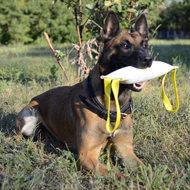 Dog Training Equipment