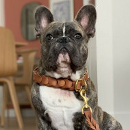 French Bulldog Leather Collar for Behavior Correction and Walks