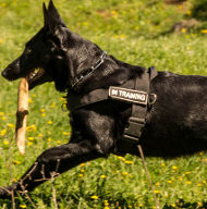 German Shepherd Harness