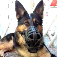 German Shepherd Muzzle Leather Super Ventilated for Daily Use