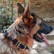 German Shepherd Slip Collar of Leather with Size Regulation